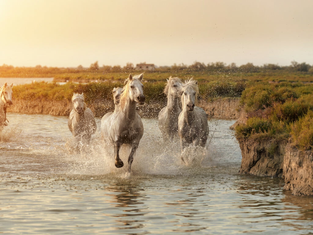 La Camargue, à quelques pas du Luberon • camargue