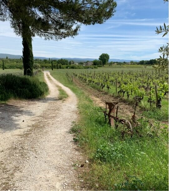 Découverte des vins du Luberon • domaine faverot chemin terre 1