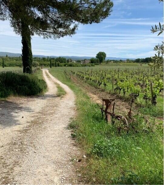 Galerie &bull; domaine faverot chemin terre 1