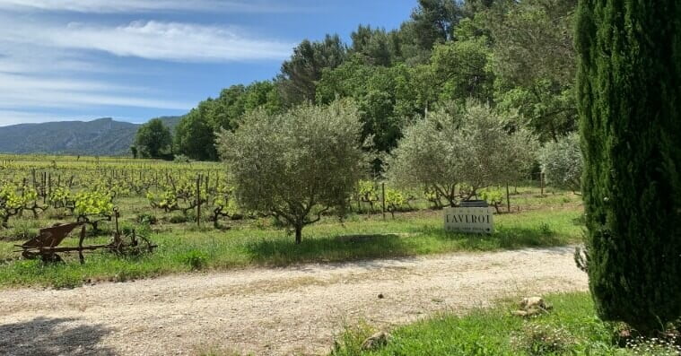 Découverte des vins du Luberon • domaine faverot vignes 1