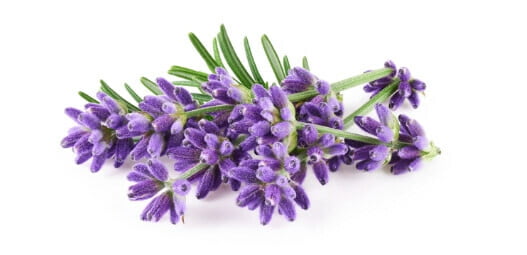 Saveurs du Luberon &bull; faverot lavande