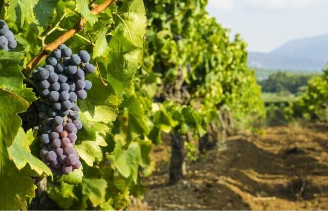 Galerie &bull; faverot vignes raisin 1