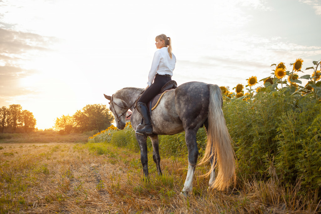 A pied, à cheval, à vélo... &bull; randonnee equestre