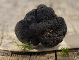 Truffe noire du Luberon